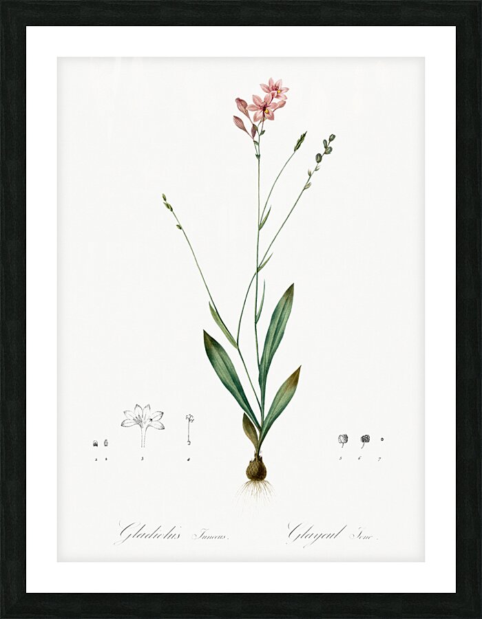 Gladiolus junceus illustration  Picture Frame print