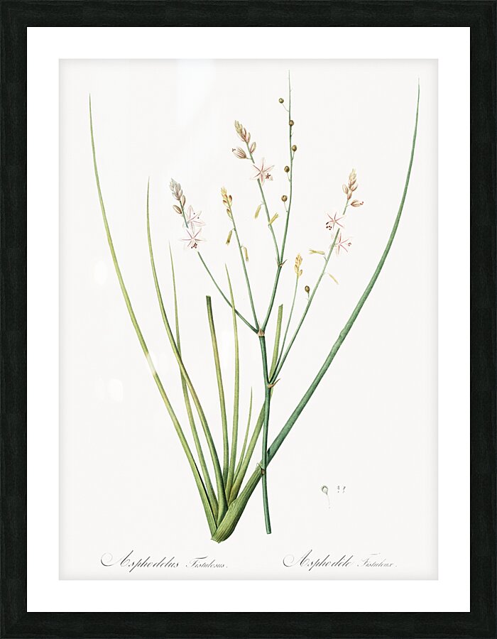 Asphodelus fistulosus illustration  Picture Frame print