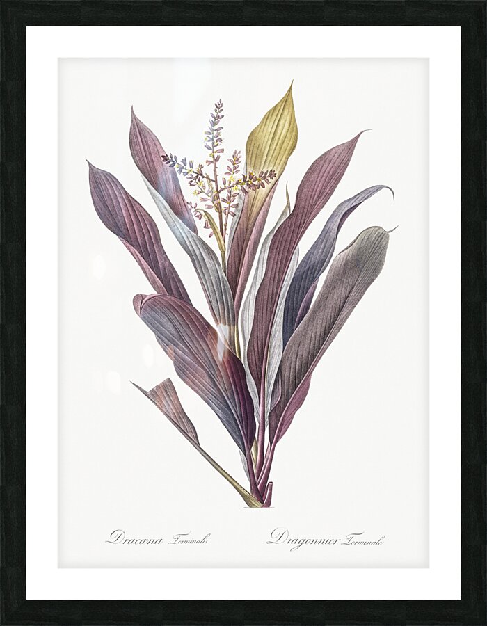 Cordyline fruticosa illustration  Impression et Cadre photo
