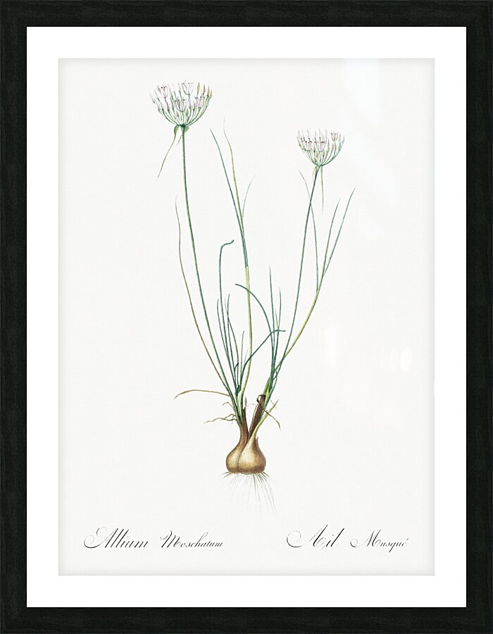 Cordyline fruticosa illustration  Picture Frame print