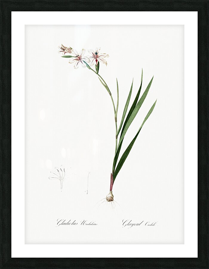 Gladiolus illustration  Picture Frame print