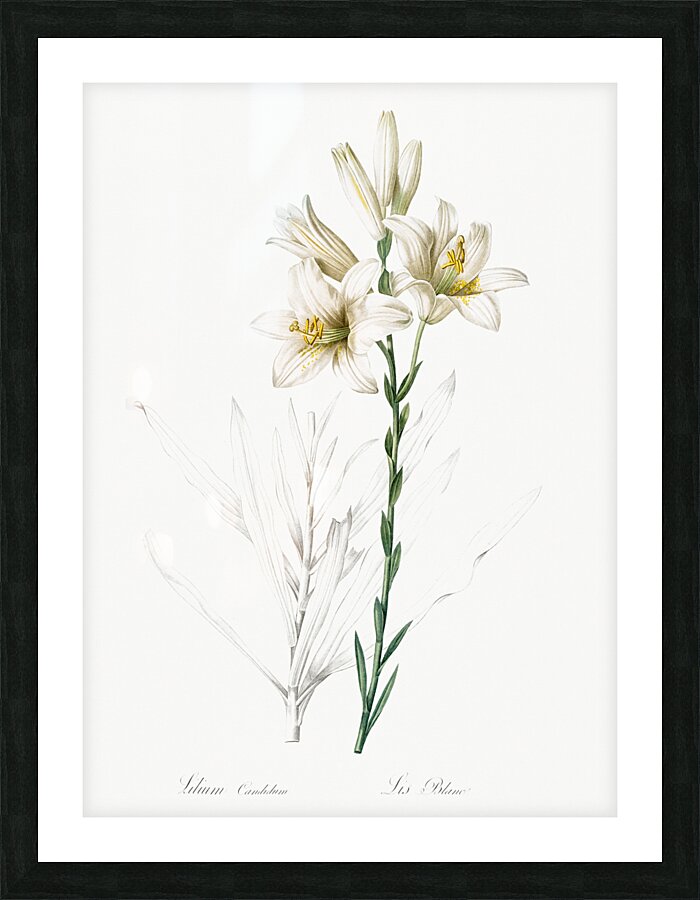 Madonna lily illustration  Picture Frame print
