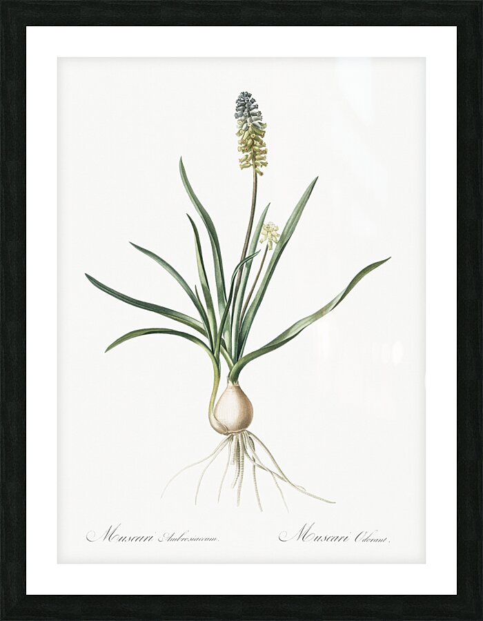 Muscari ambrosiacum illustration  Picture Frame print