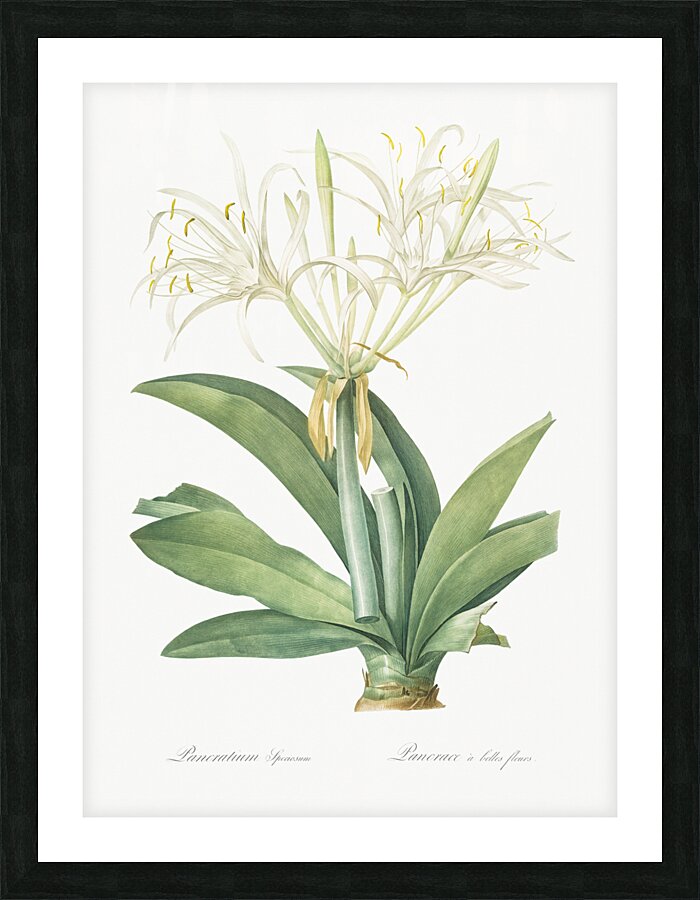 Pancratium speciosum illustration  Picture Frame print