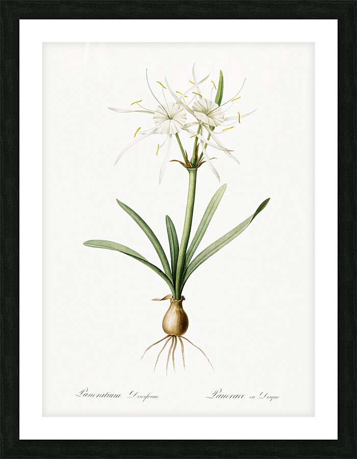 Streambank spiderlily Pancratium disciforme illustration  Picture Frame print