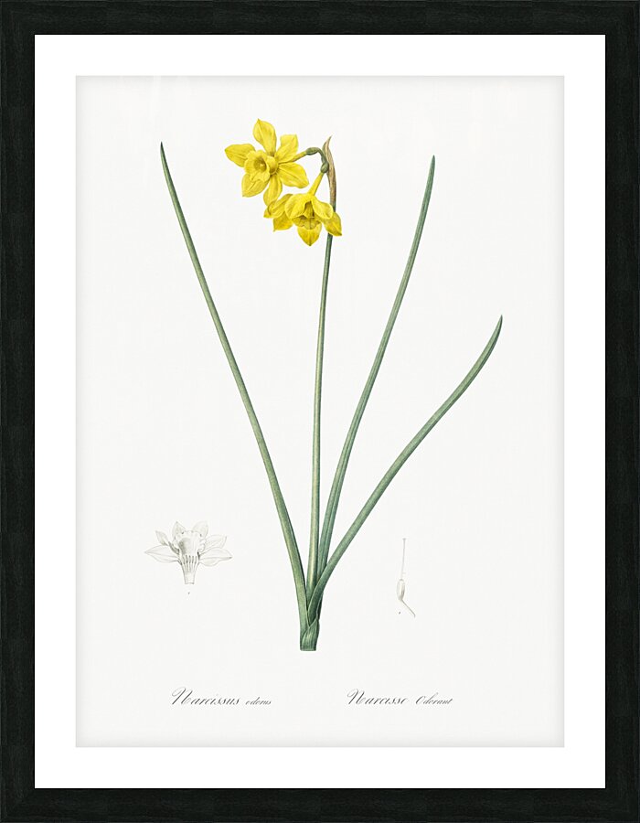 Narcissus odorus illustration  Picture Frame print