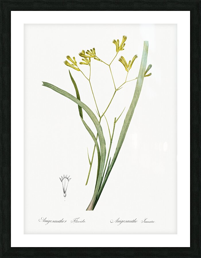 Anigozanthos flavida illustration  Picture Frame print
