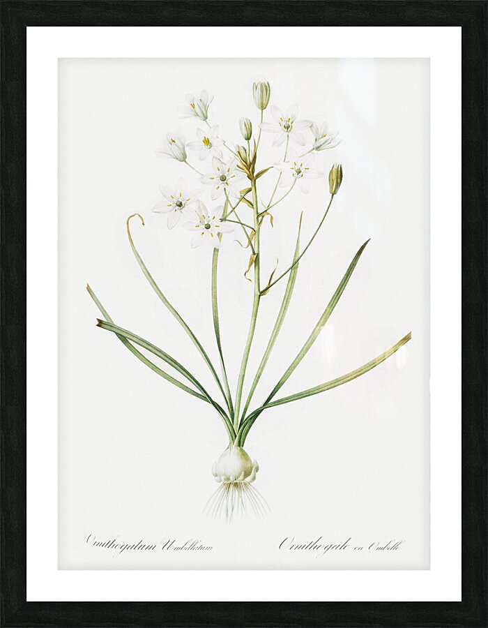 Anigozanthos flavida illustration  Picture Frame print