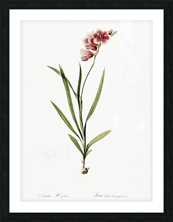 Ixia hyalina illustration  Picture Frame print