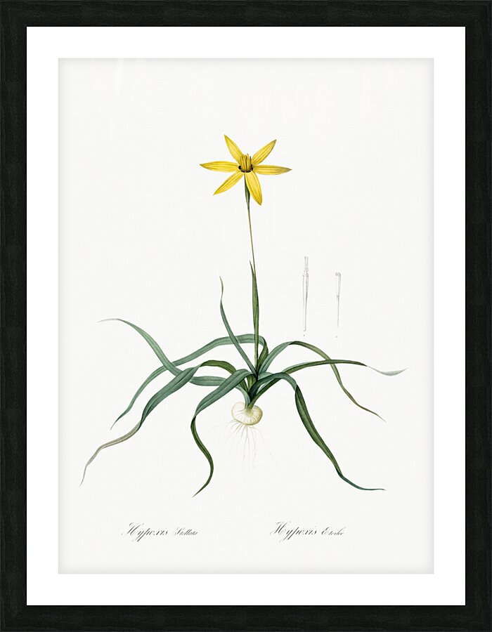 Hypoxis stellata illustration  Picture Frame print