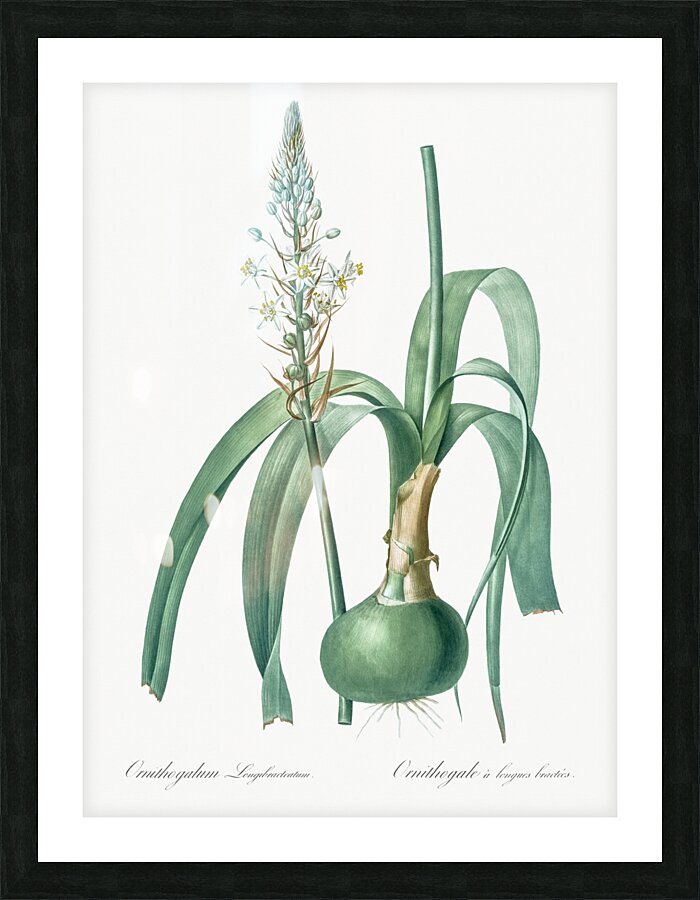 Pregnant onion illustration  Picture Frame print