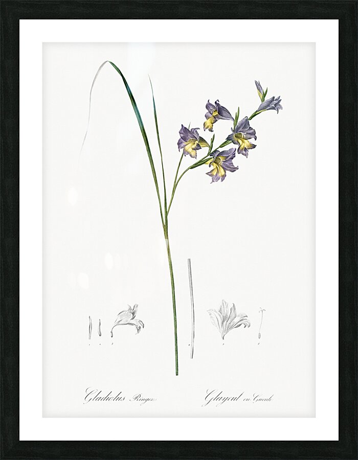 Gladiolus ringens illustration  Picture Frame print