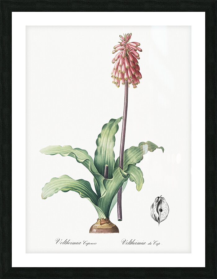 Veltheimia capensis illustration  Picture Frame print