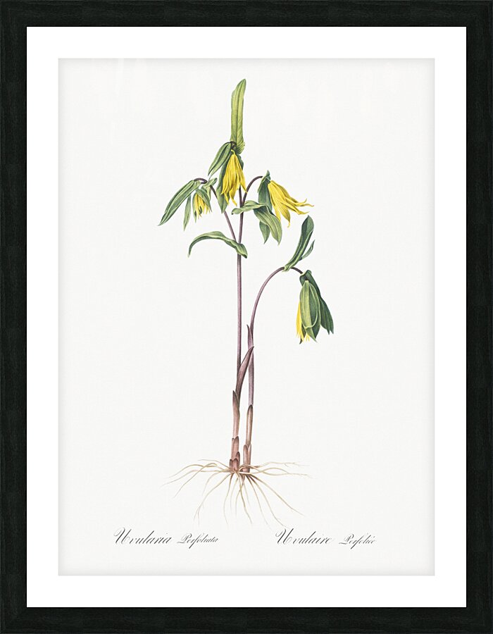 Uvularia perfoliata illustration  Picture Frame print