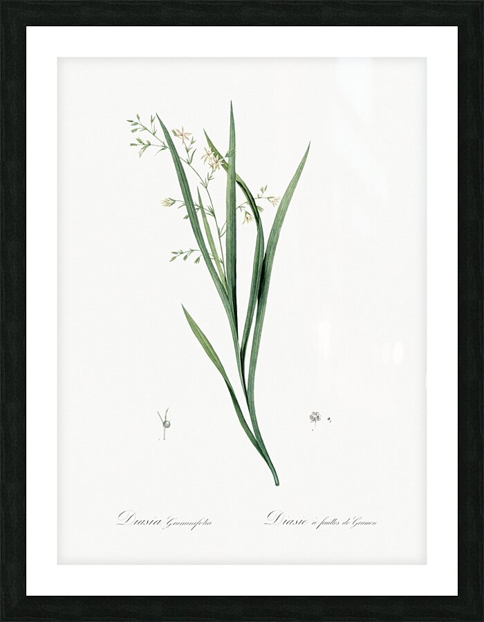 Diasia graminifolia illustration  Impression et Cadre photo