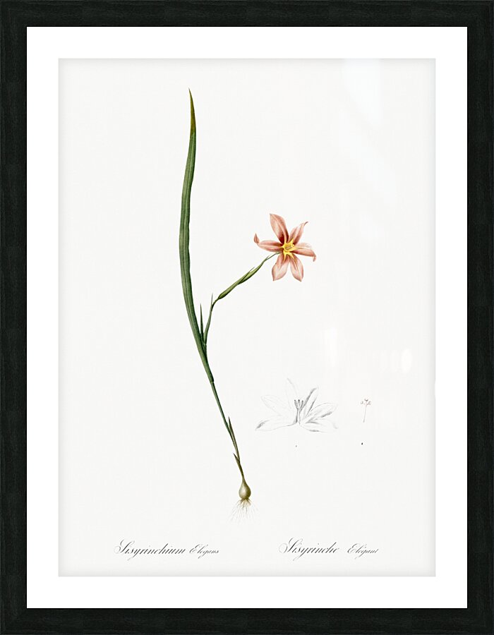 Diasia graminifolia illustration  Picture Frame print