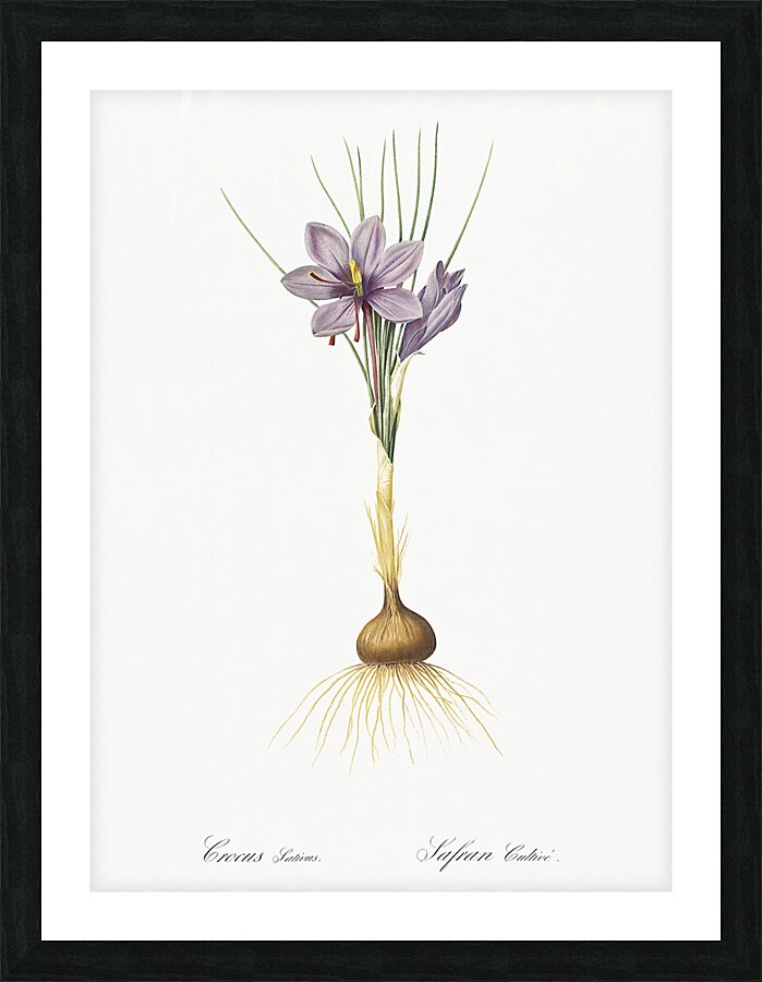 Crocus sativus illustration  Picture Frame print