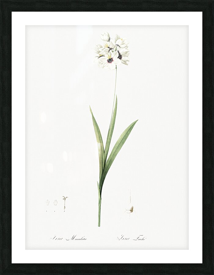 Ixia maculata illustration  Picture Frame print