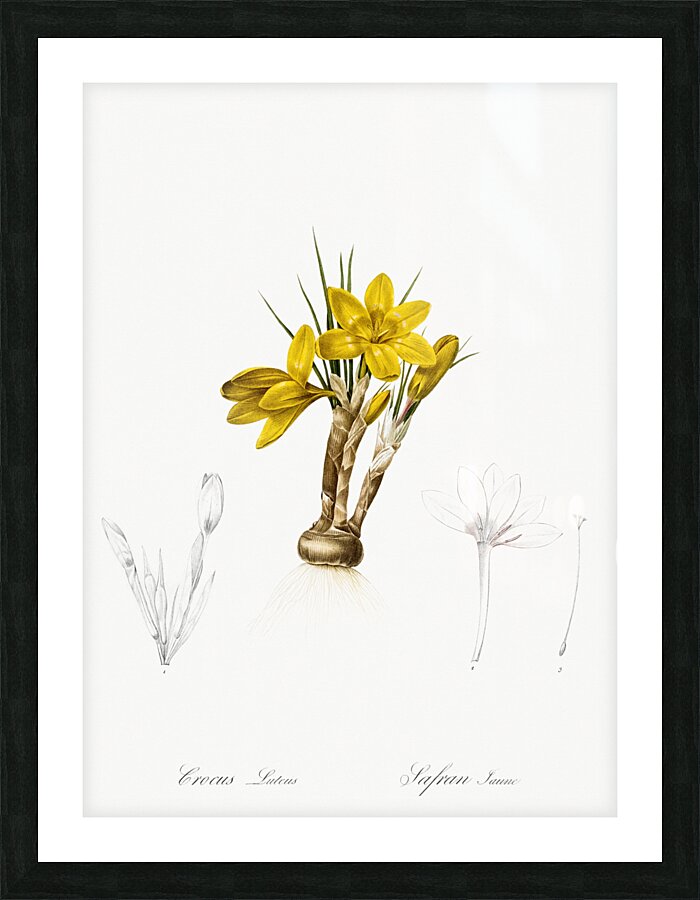 Crocus luteus illustration  Picture Frame print