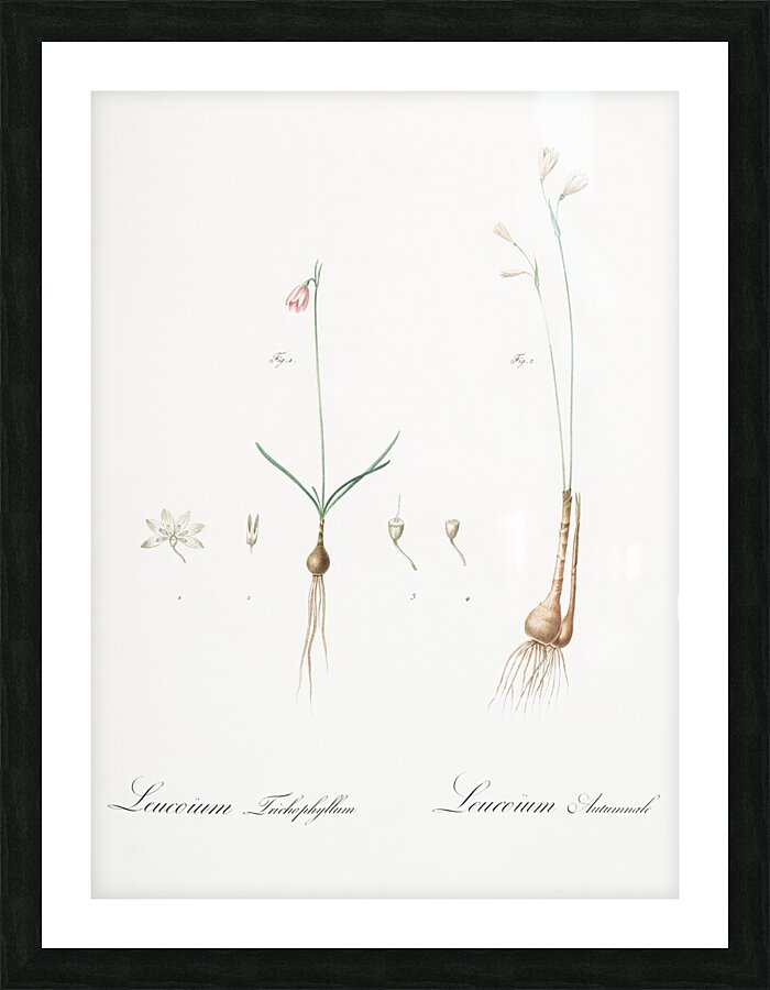 Leucoium trichophyllum illustration  Picture Frame print