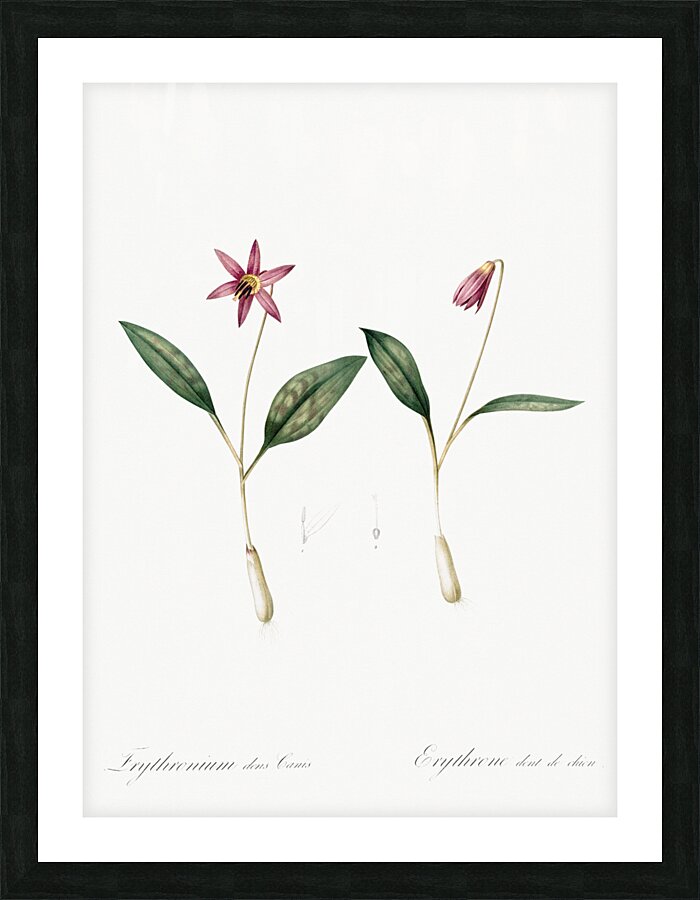Erythronium Erythronium dens canis illustration  Picture Frame print