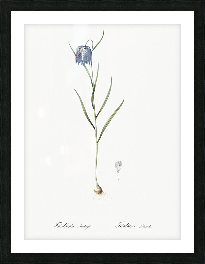 Chess flower illustration  Picture Frame print