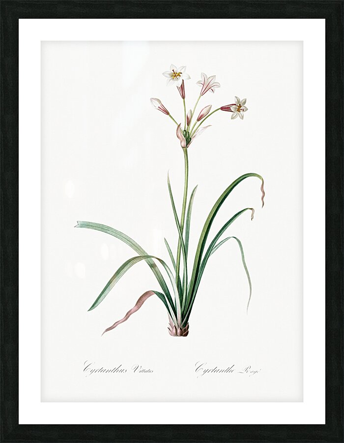 Crytanthus vittatus illustration  Picture Frame print