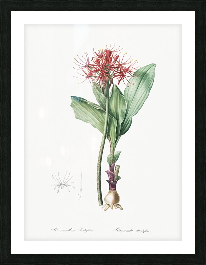 Blood lily illustration  Picture Frame print