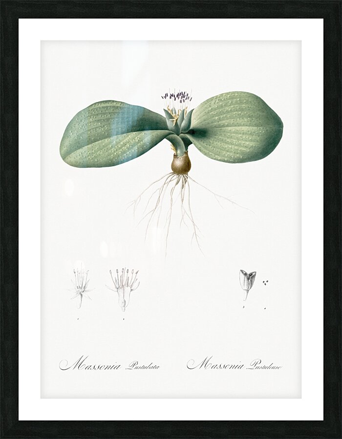Massonia pustulata illustration  Picture Frame print