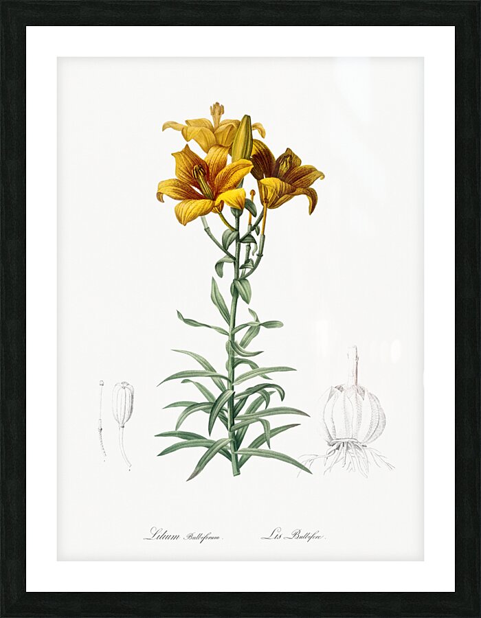 Fire lily illustration  Picture Frame print