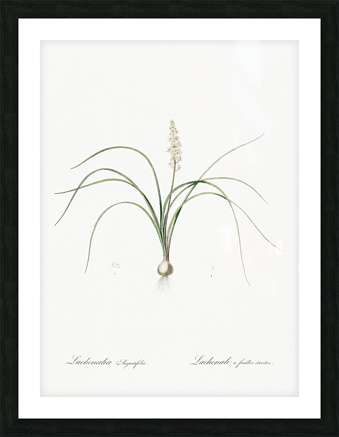 Lachenalia angustifolia illustration  Picture Frame print