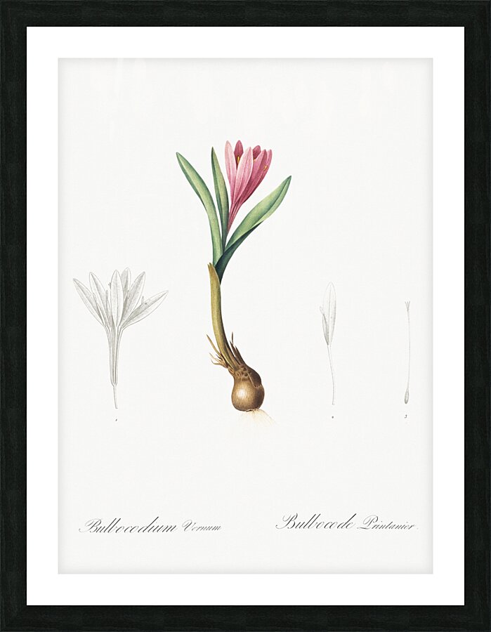 Spring meadow saffron illustration  Picture Frame print