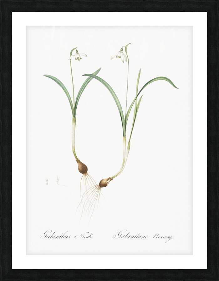 Snowdrop illustration  Picture Frame print