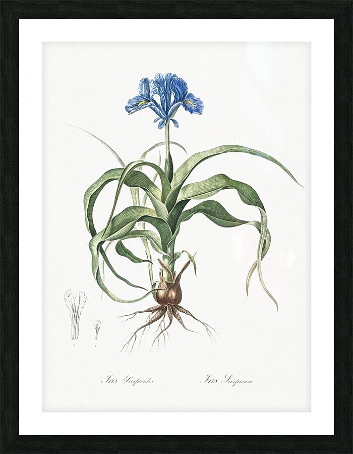 Iris scorpiodes illustration  Picture Frame print