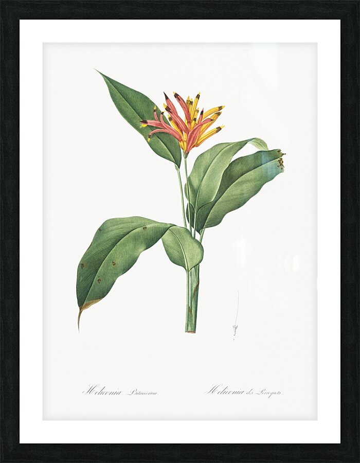 Lobster claws illustration  Picture Frame print