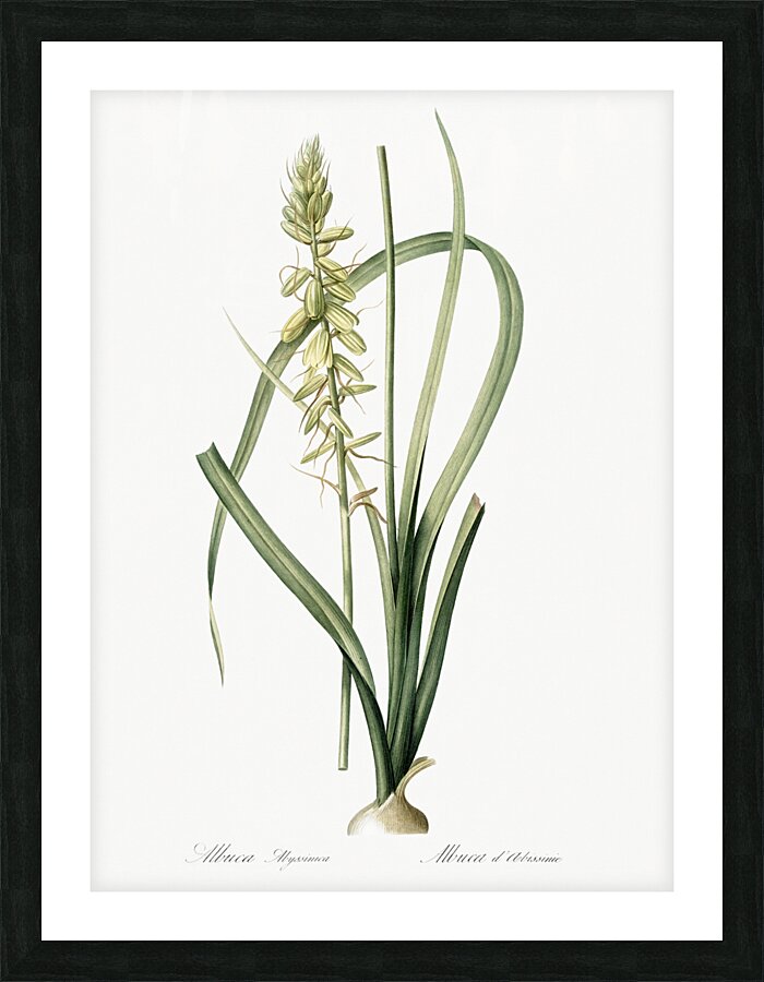 Koyosa illustration  Picture Frame print