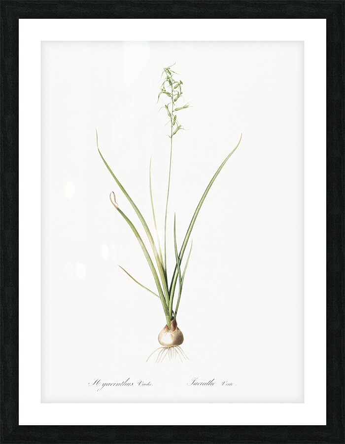 Hyacinthus viridis illustration  Picture Frame print