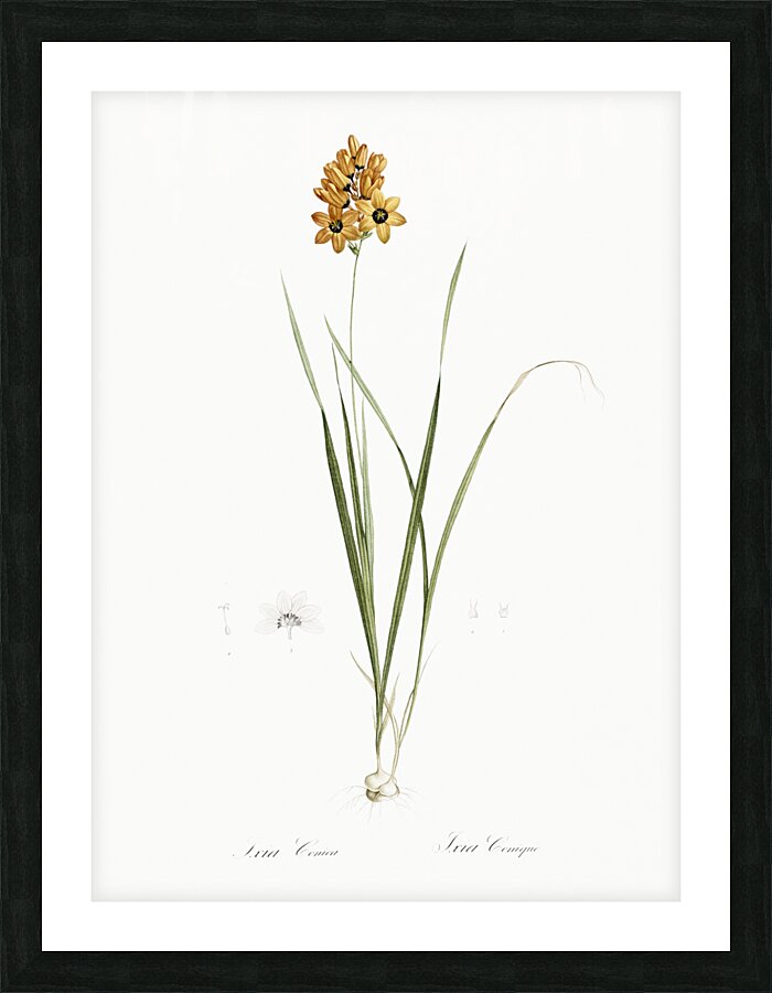 Ixia conica illustration  Picture Frame print