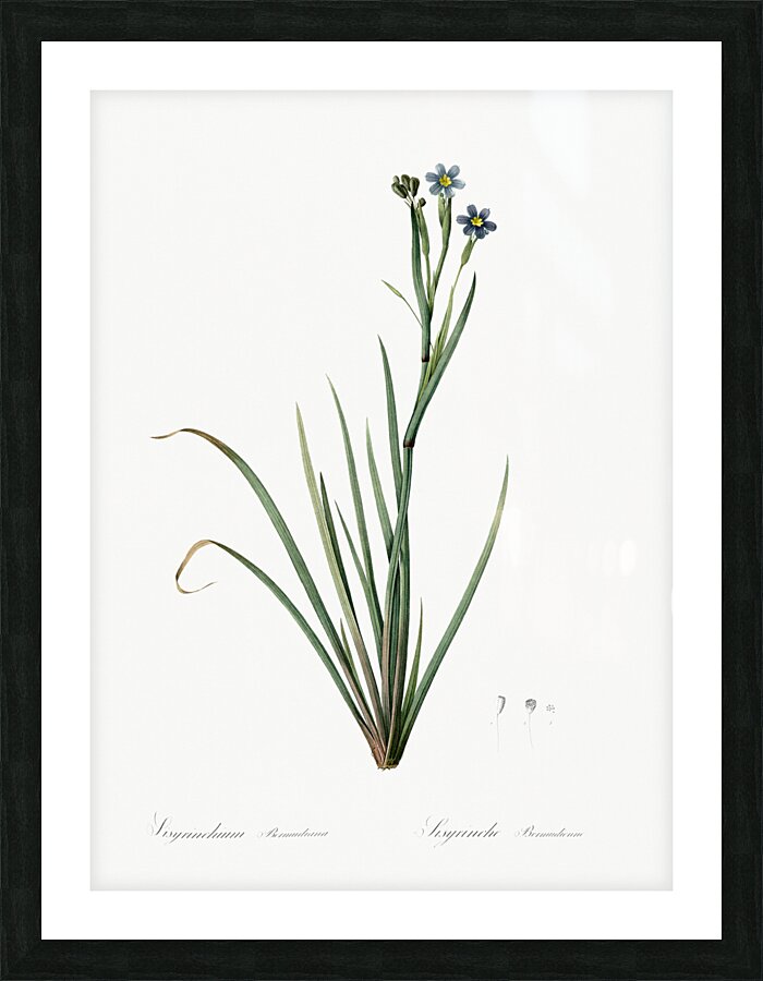 Bermudiana illustration  Picture Frame print