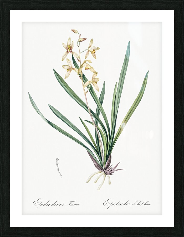 Epidendrum sinense illustration  Picture Frame print
