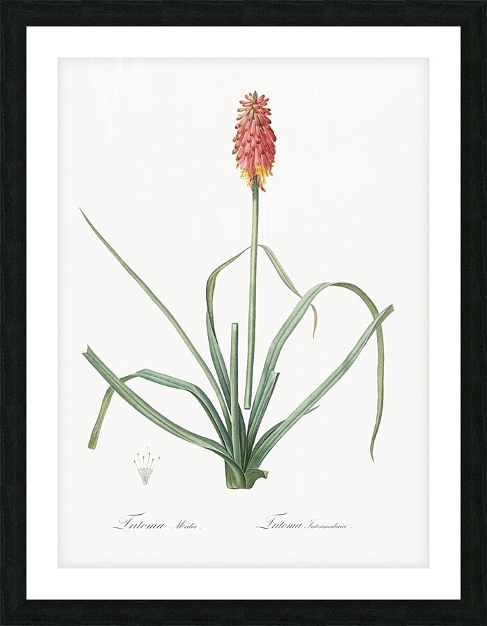 Redhot poker illustration  Picture Frame print
