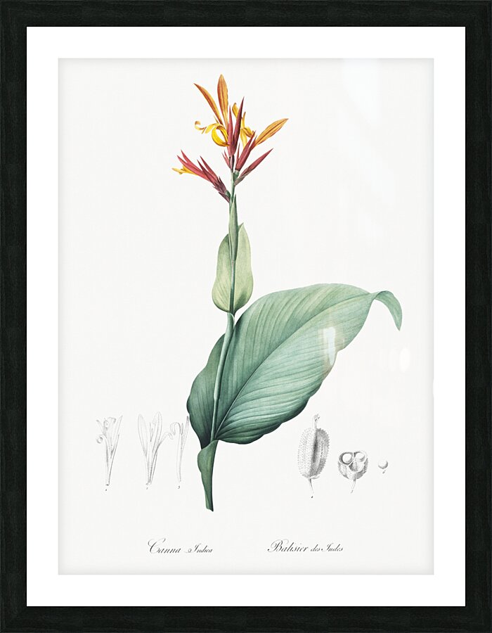 Indian shot illustration  Picture Frame print