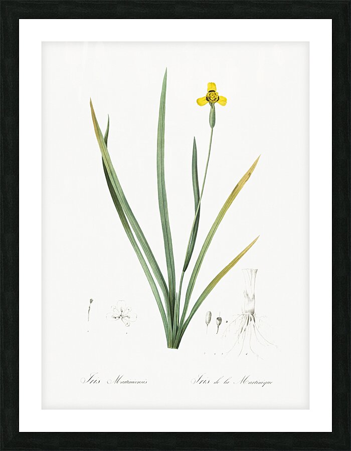 Iris martinicensis illustration  Picture Frame print