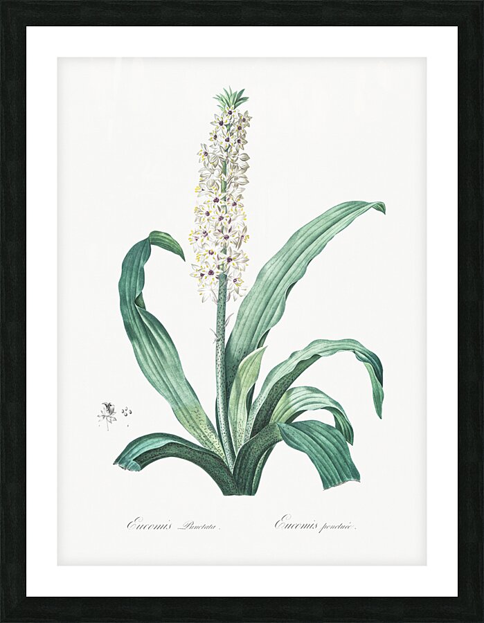 Eucomis punctata illustration  Picture Frame print