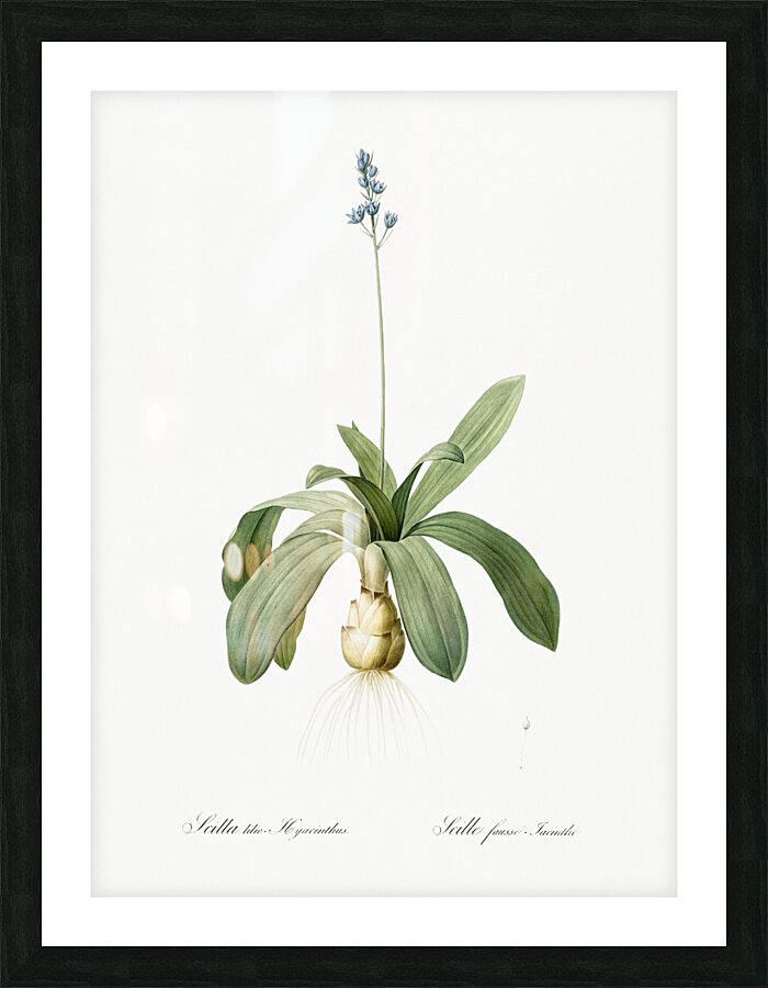 Scilla Lilio hyacinthus illustration  Picture Frame print