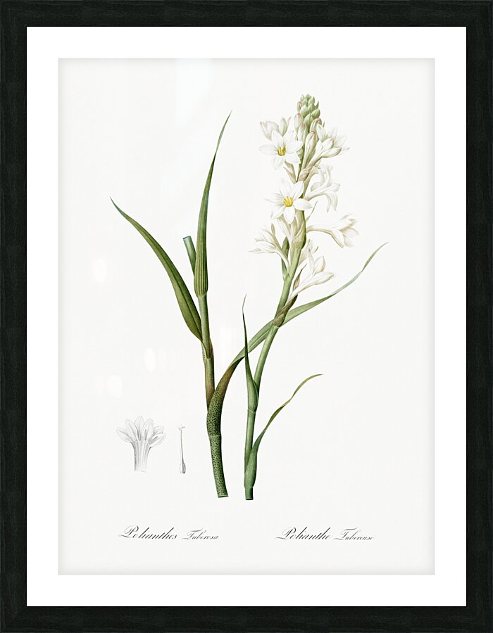 Polianthes tuberosa illustration  Picture Frame print