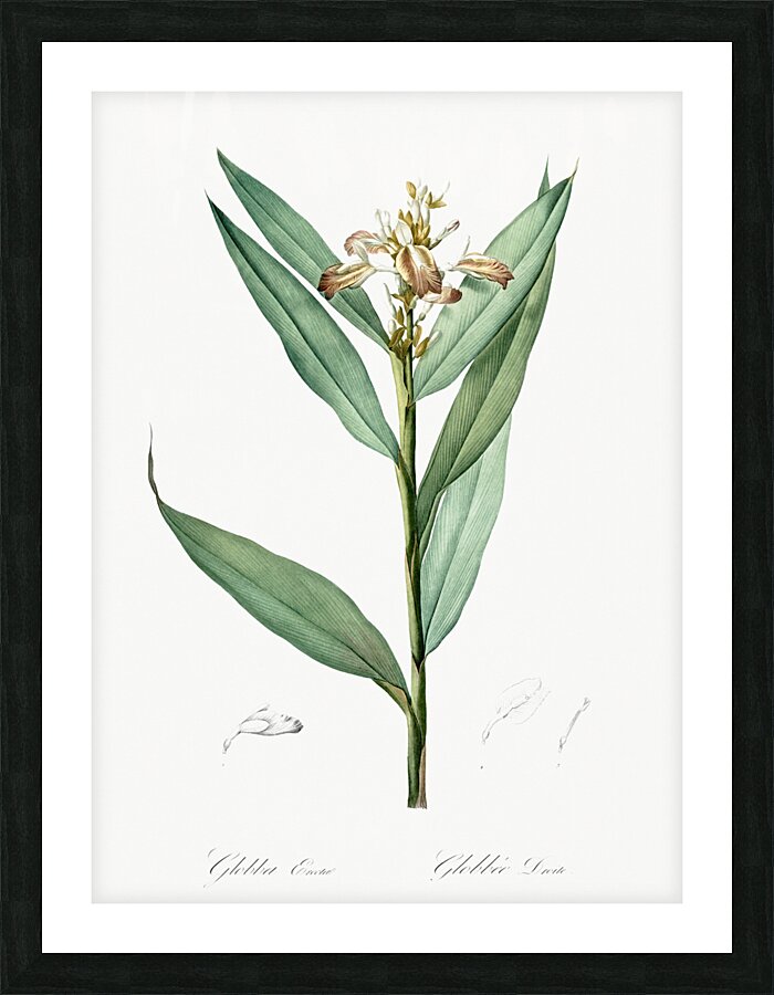 Globba erecta illustration  Picture Frame print