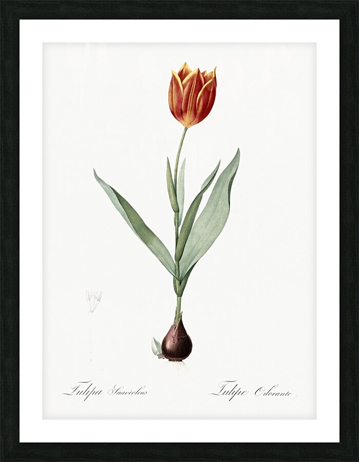 Tulip illustration  Picture Frame print