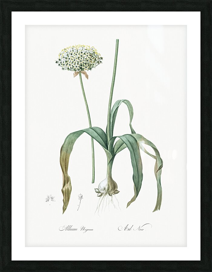 Black garlic illustration  Picture Frame print