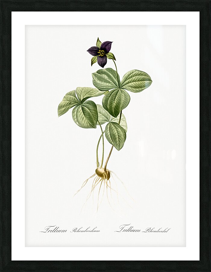 Trillium rhomboideum illustration  Picture Frame print